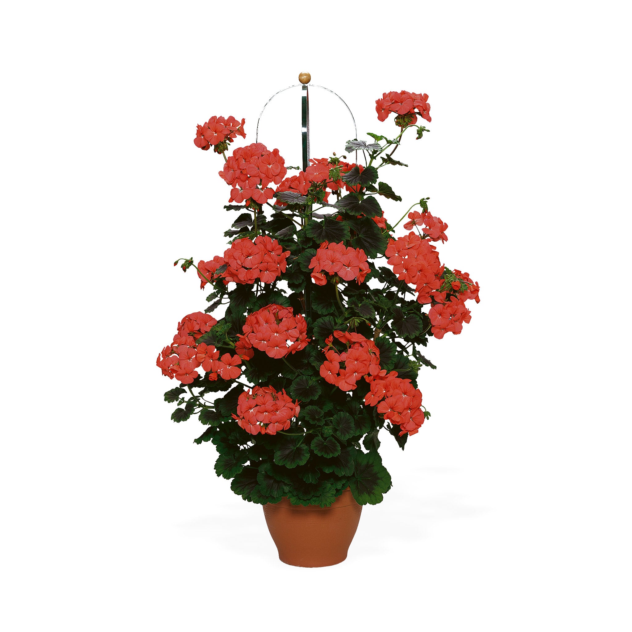 Orange flowering climbing geranium in a container