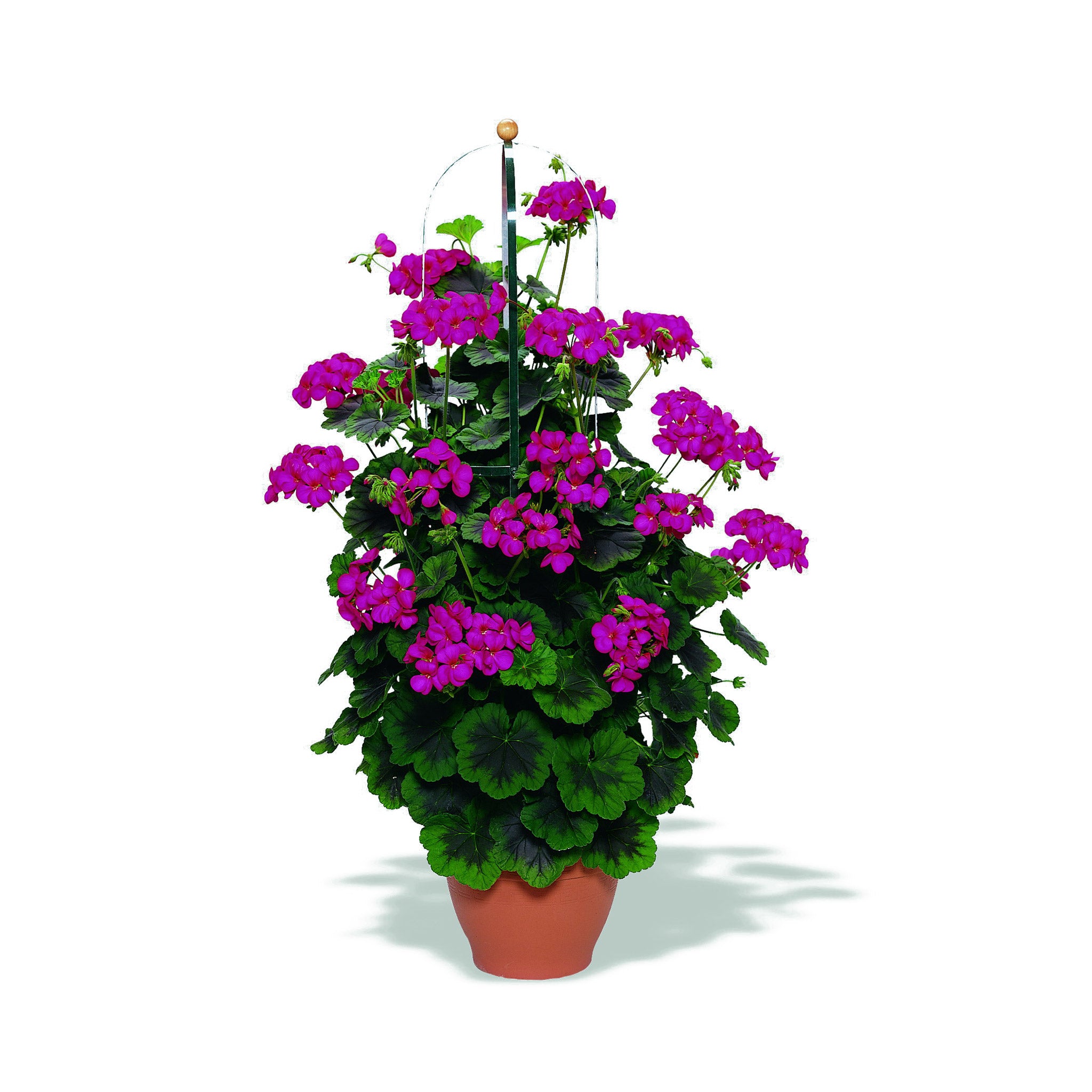 Violet flowering climbing geranium plant in a container