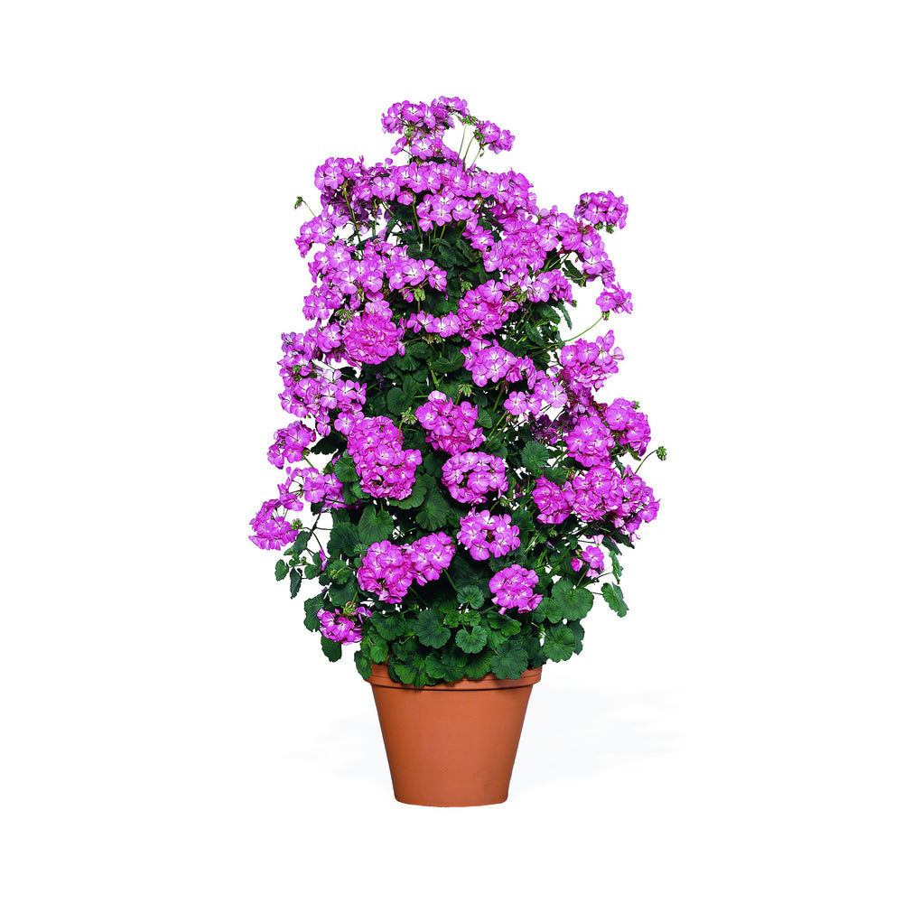 Pink flowering climbing Geranium in a container