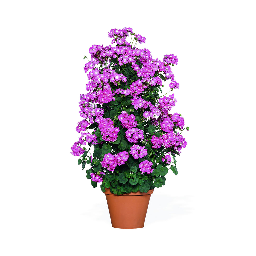 Pink flowering climbing Geranium in a container