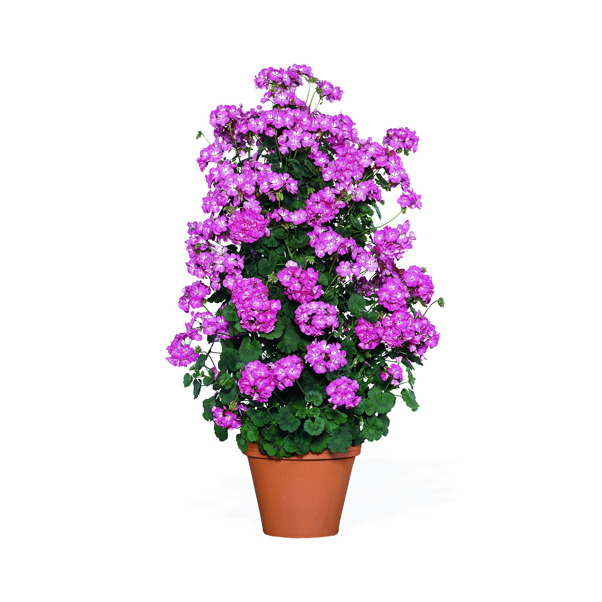 Pink flowering climbing Geranium in a container