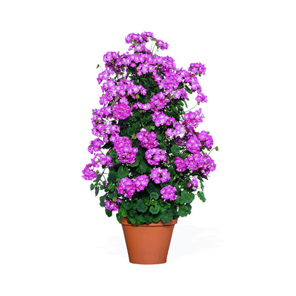 Pink flowering climbing Geranium in a container