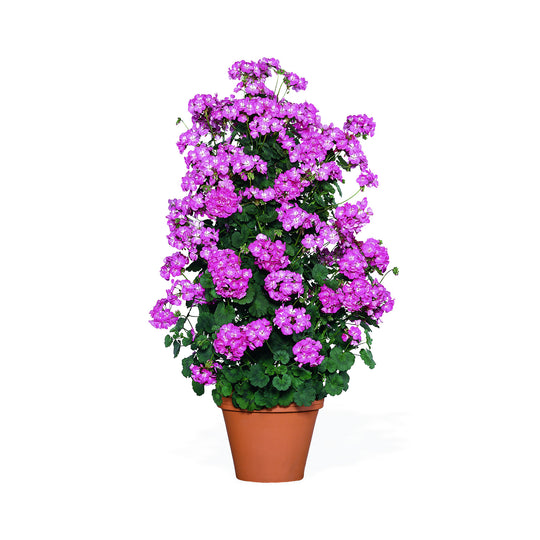 Pink flowering climbing Geranium in a container