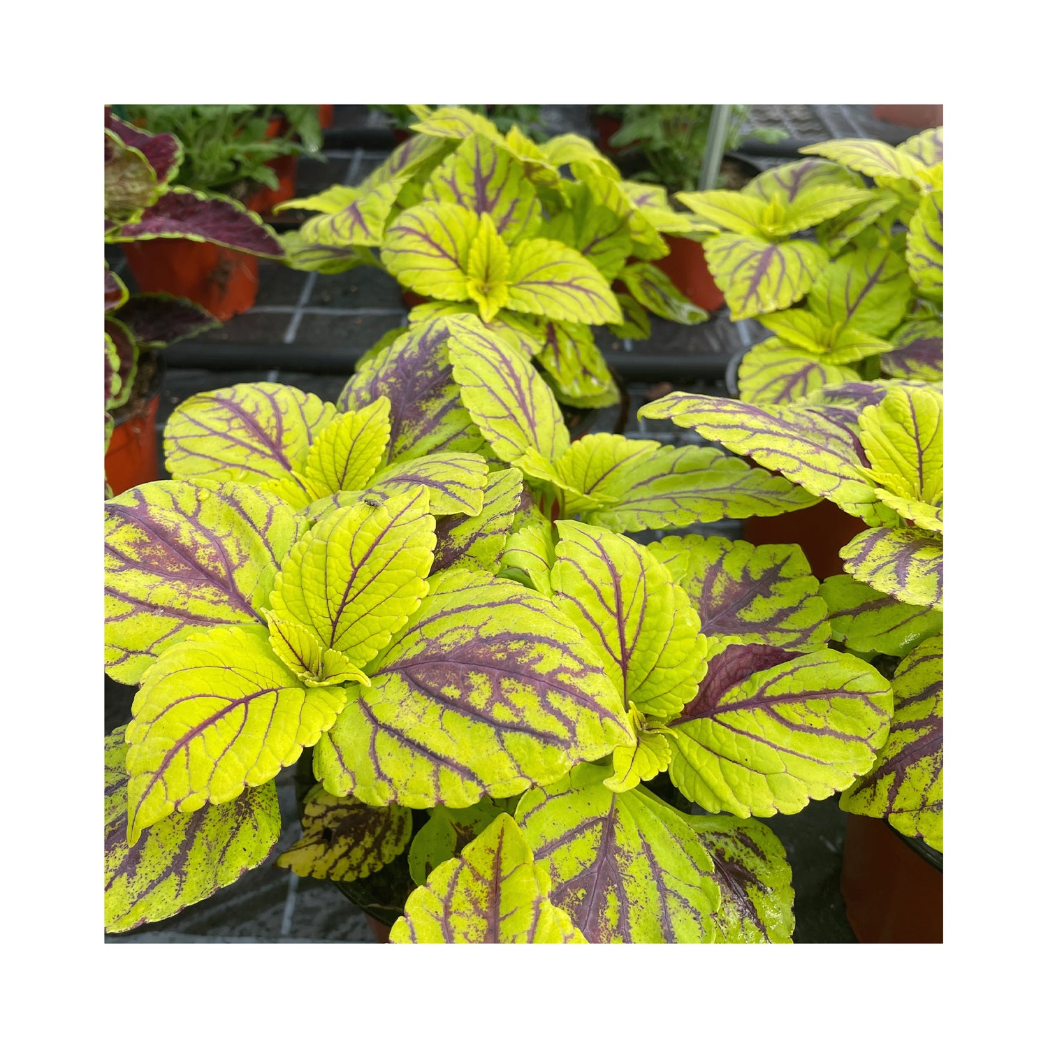 Bright yellow leaves with deep burgundy veins on a plant growing in a pot