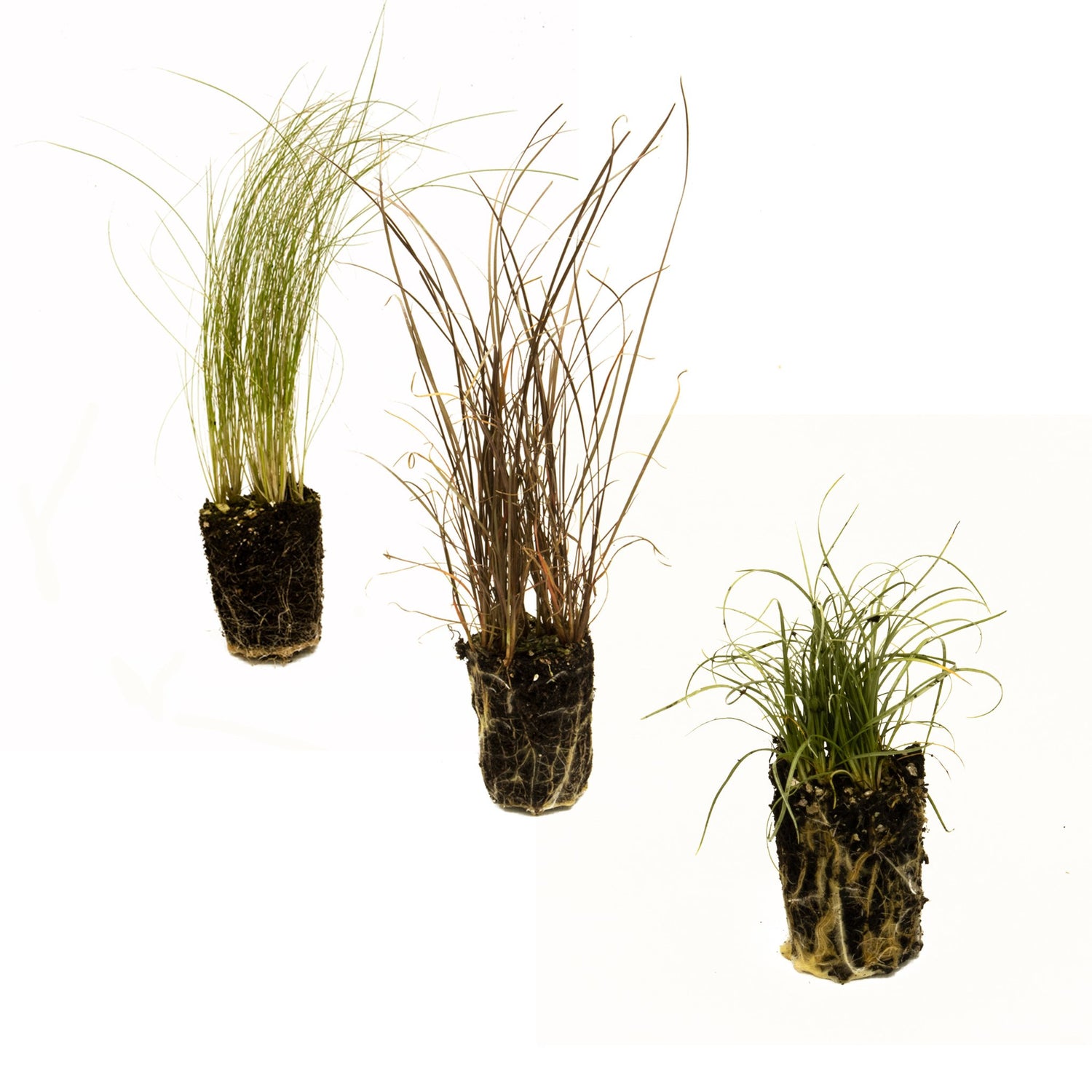 Collection of grass plug plants