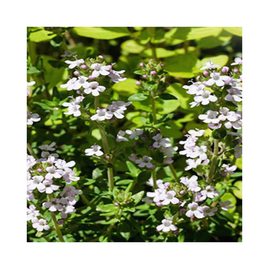 Thyme Common Compact