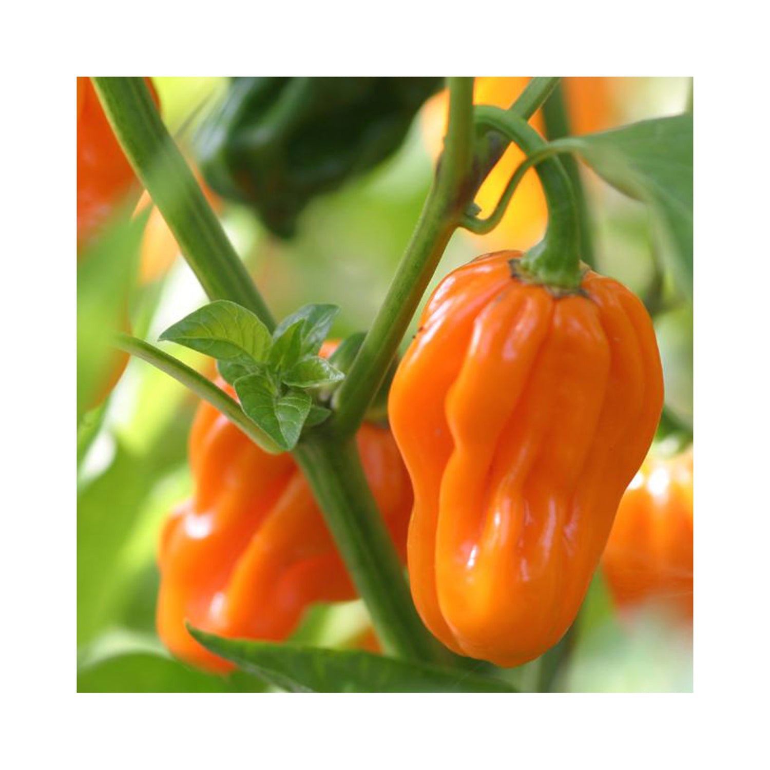 Chilli Congo Yellow