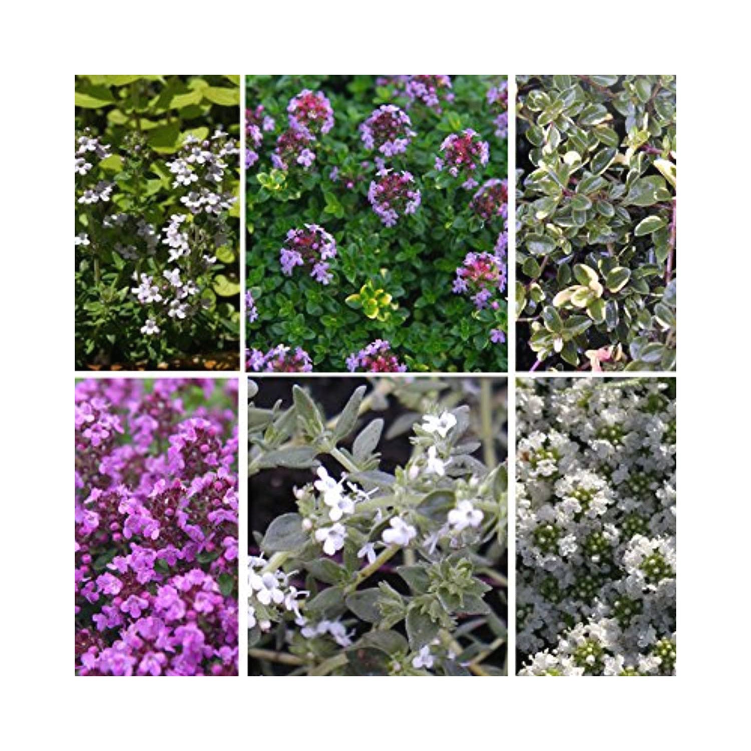 Thyme collection of 6 starter plants