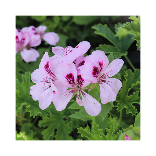 Scented Pelargonium (Geranium), 6 mixed starter plants - Stunning Flowers with Scented Foliage