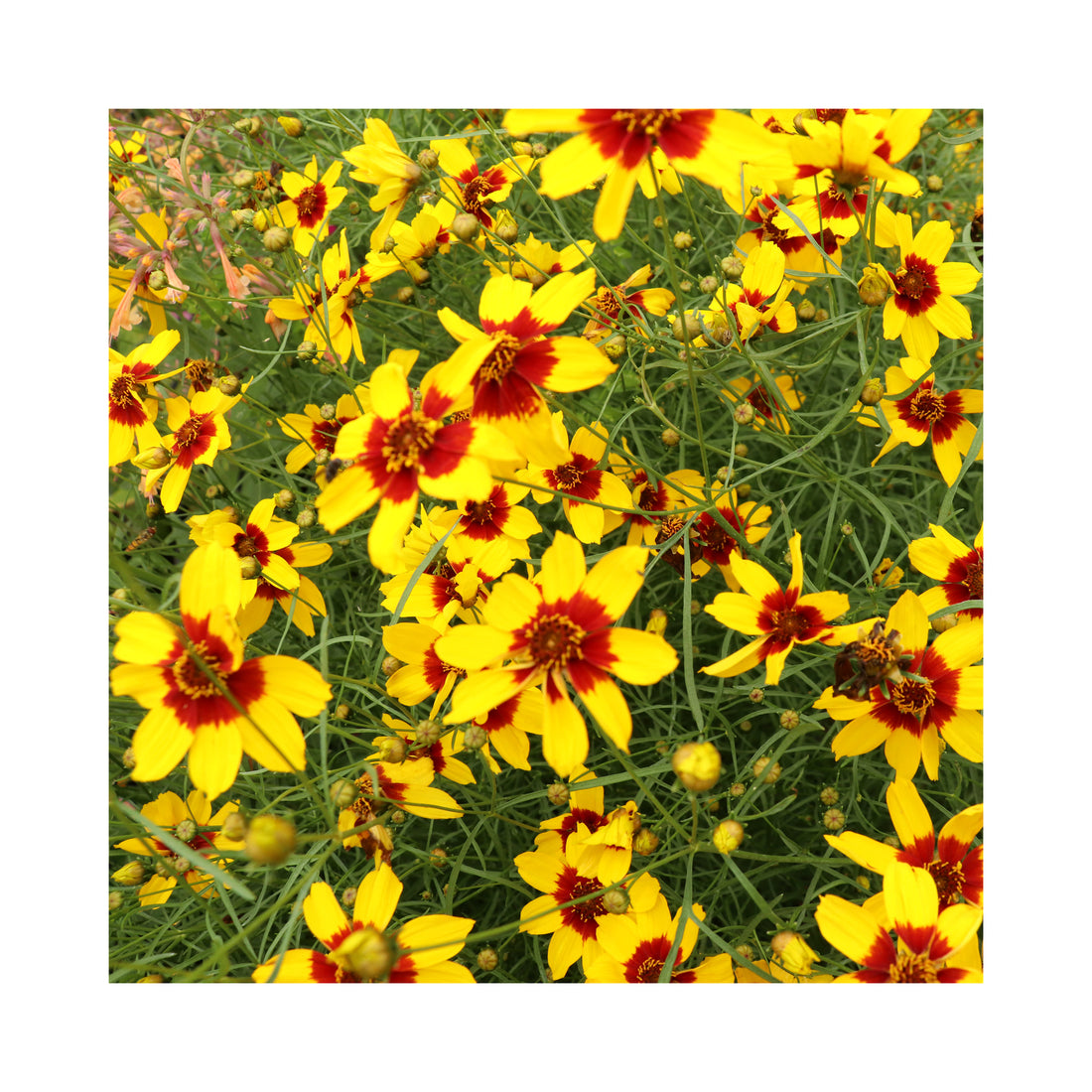 Coreopsis Sizzle and Spice Curry Up