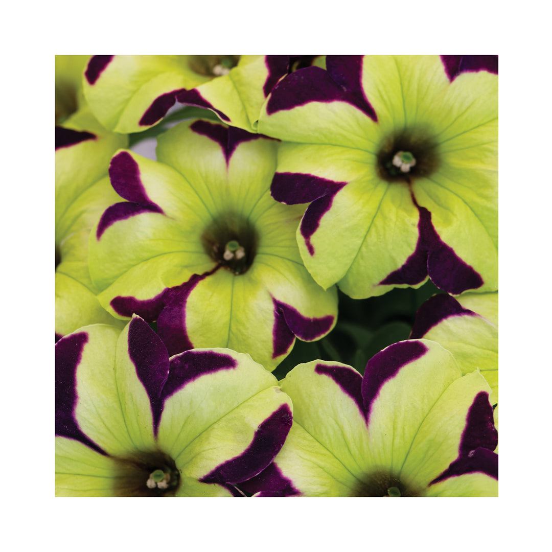 Petunia Crazytunia Collection