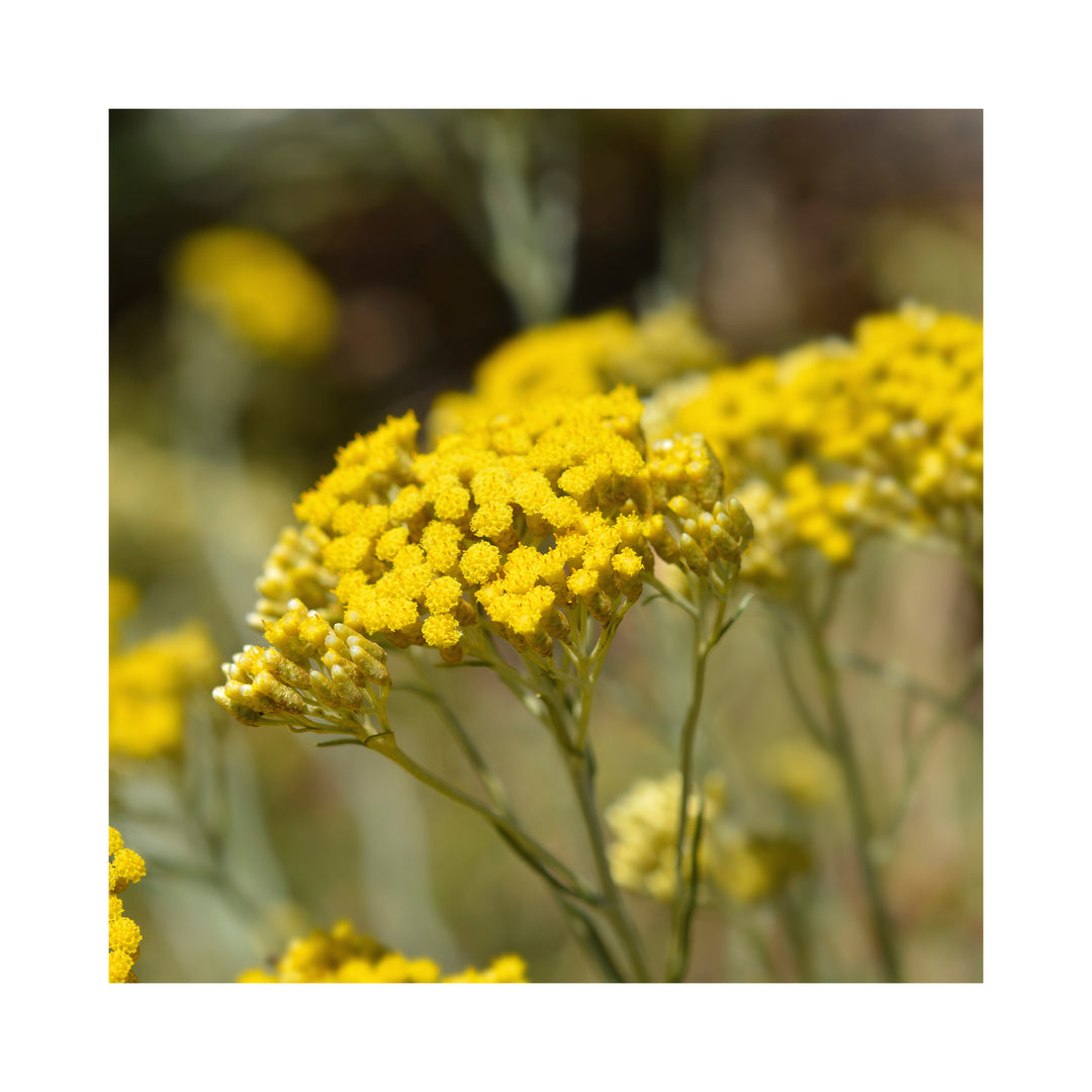 Curry Plant