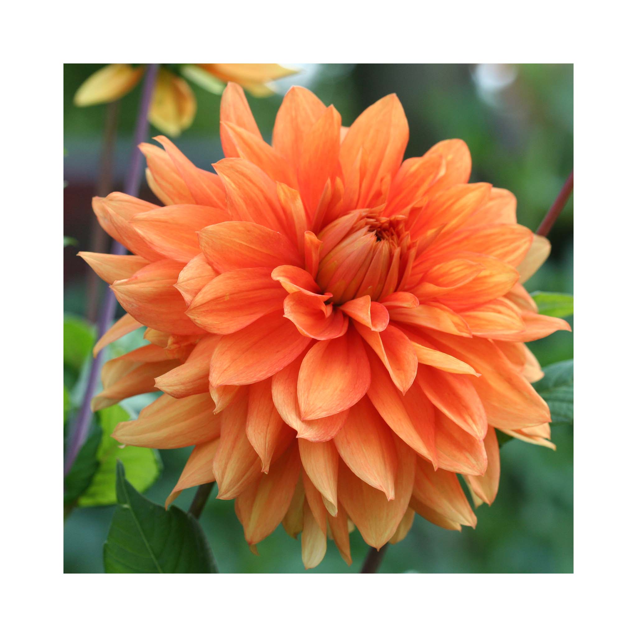 Dahlia Imagine XL Orange