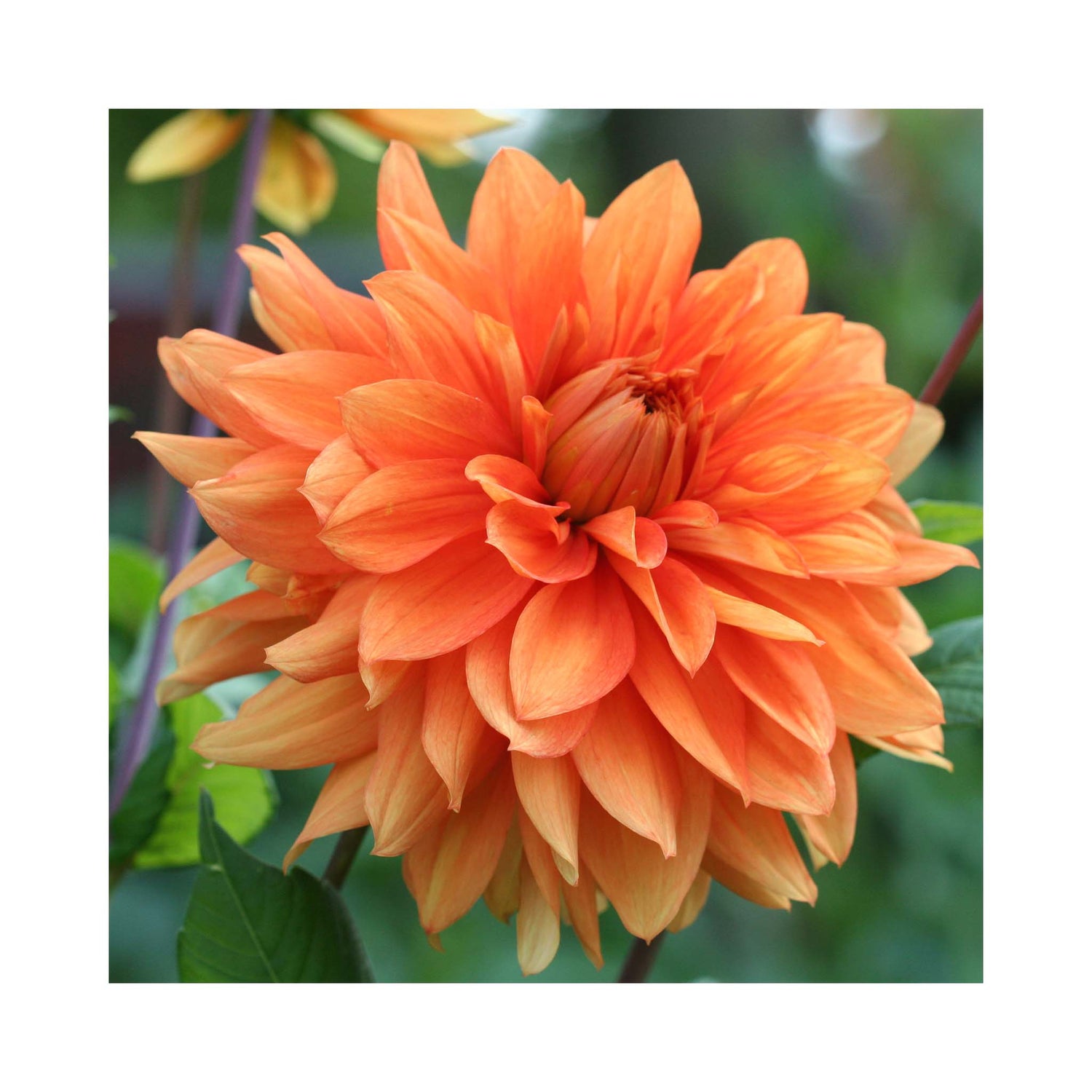 Dahlia Imagine XL Orange