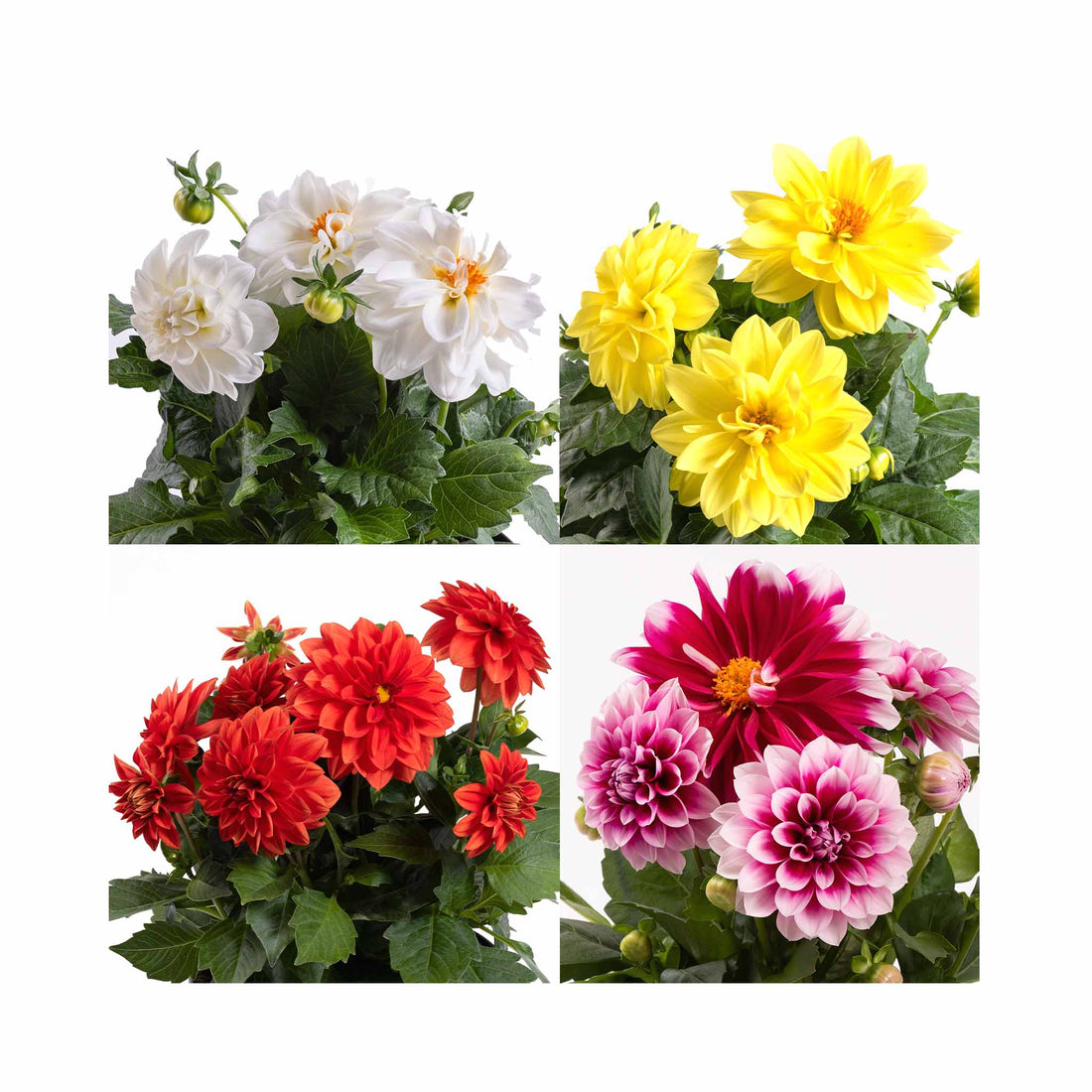 4 Different colour Dahlia flowers growing on pot plants
