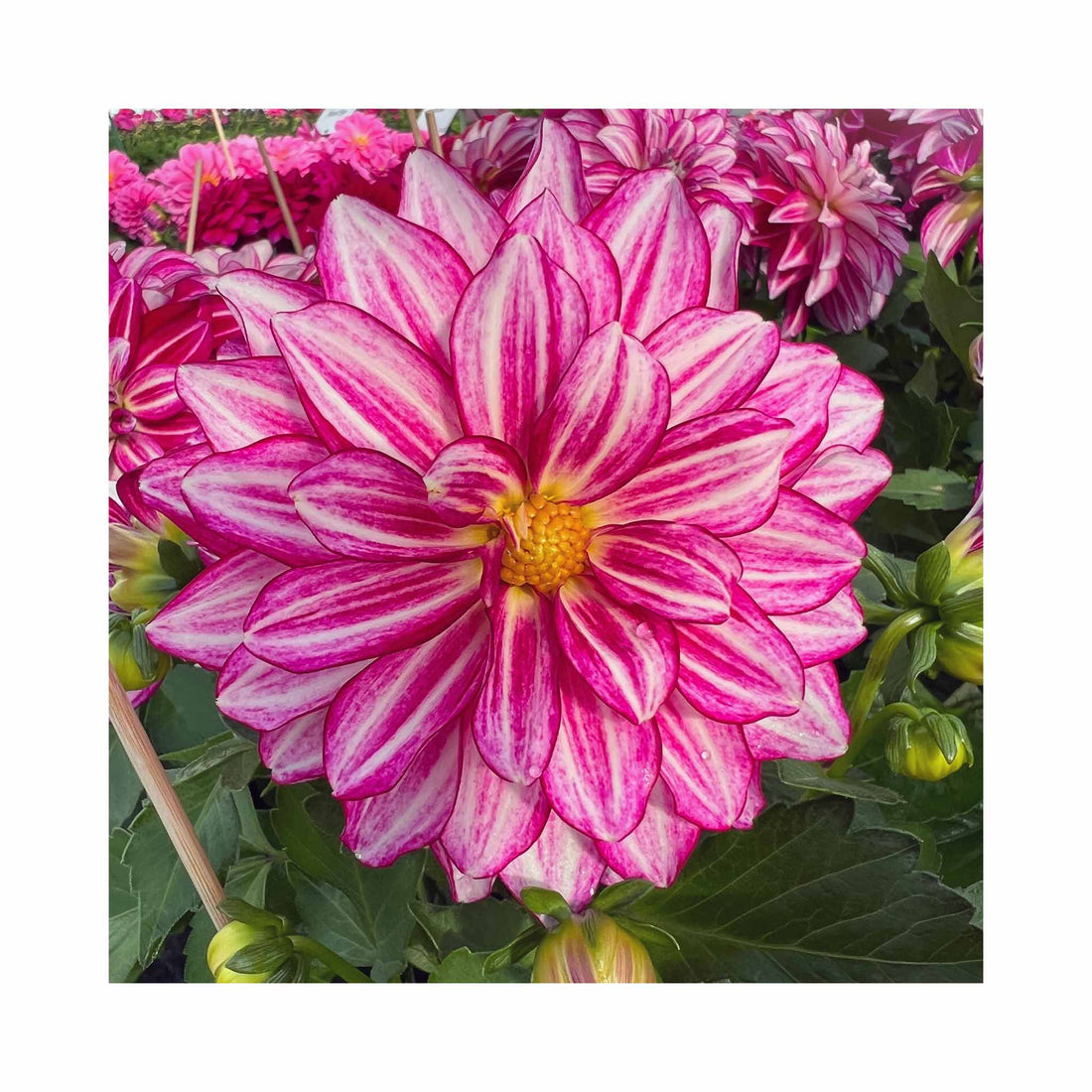 Cherry and white striped Dahlia flower on a deep green plant