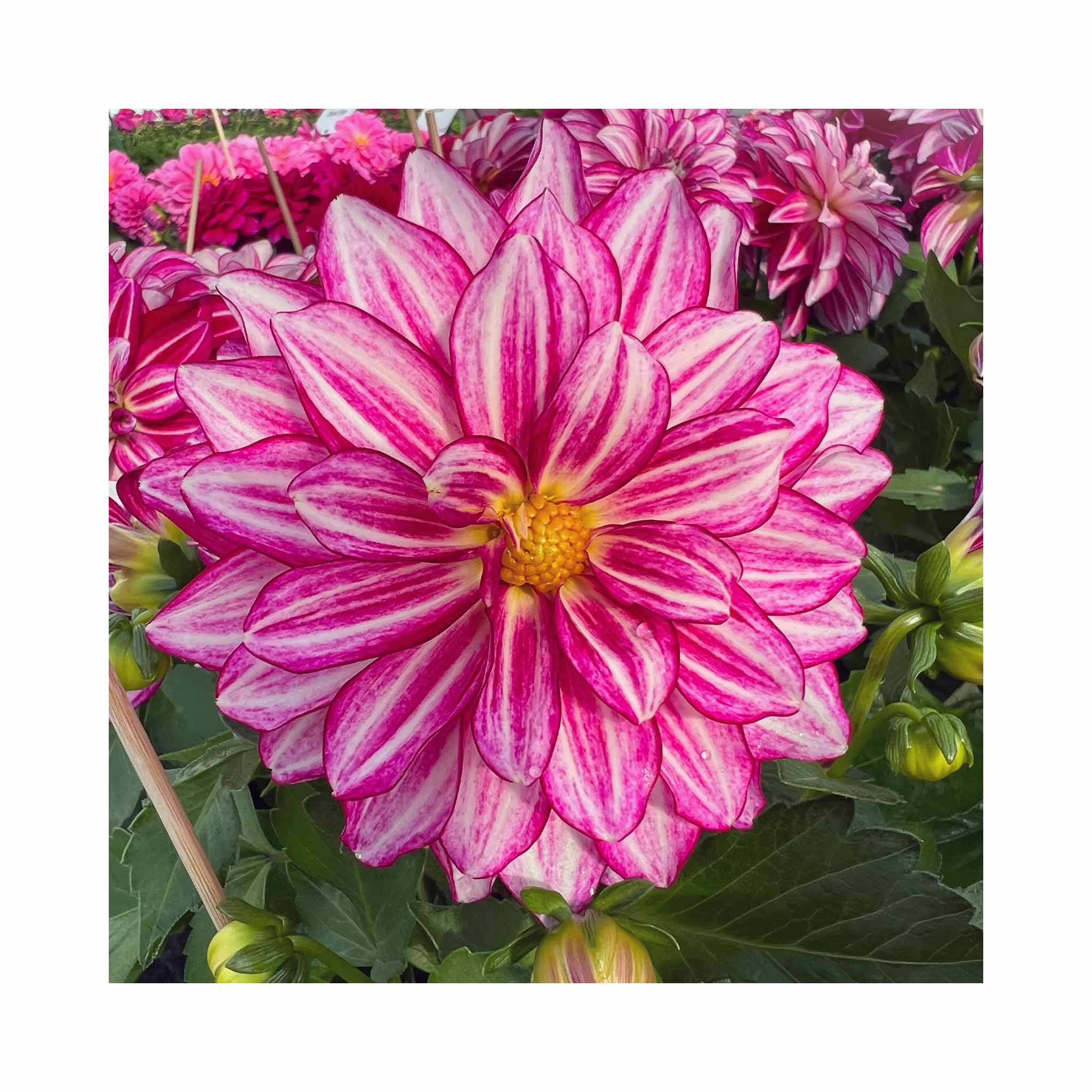 Cherry and white striped Dahlia flower on a deep green plant