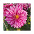 Cherry and white striped Dahlia flower on a deep green plant