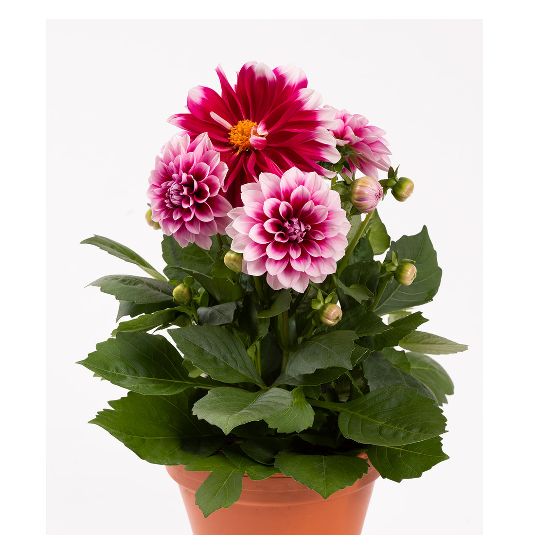 Burgundy and pale pink dahlia flowers on a pot plant