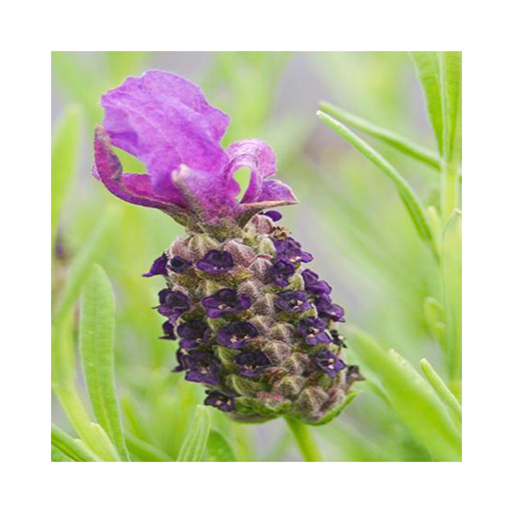 Lavender Devonshire Compact