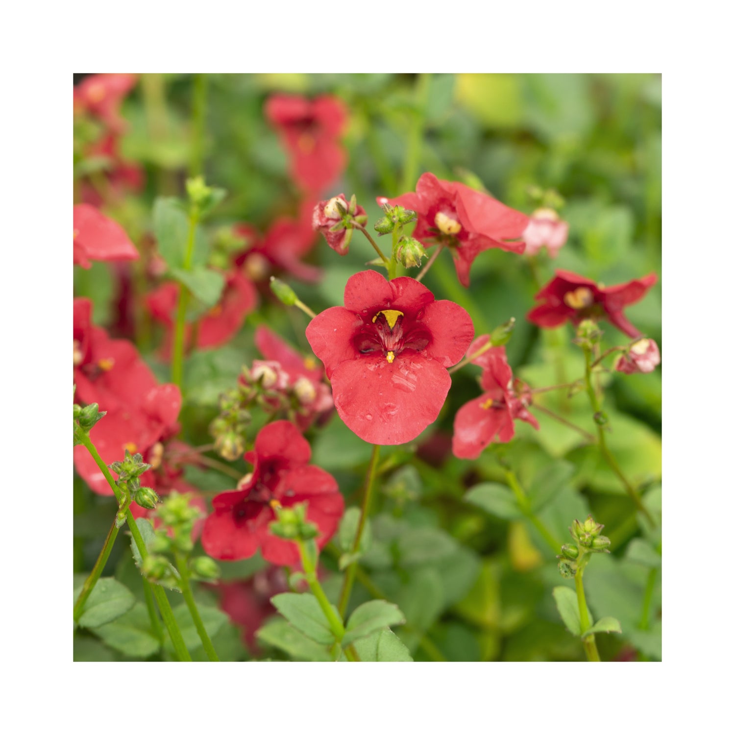 Deep red flowers and buds in mid green foliage.