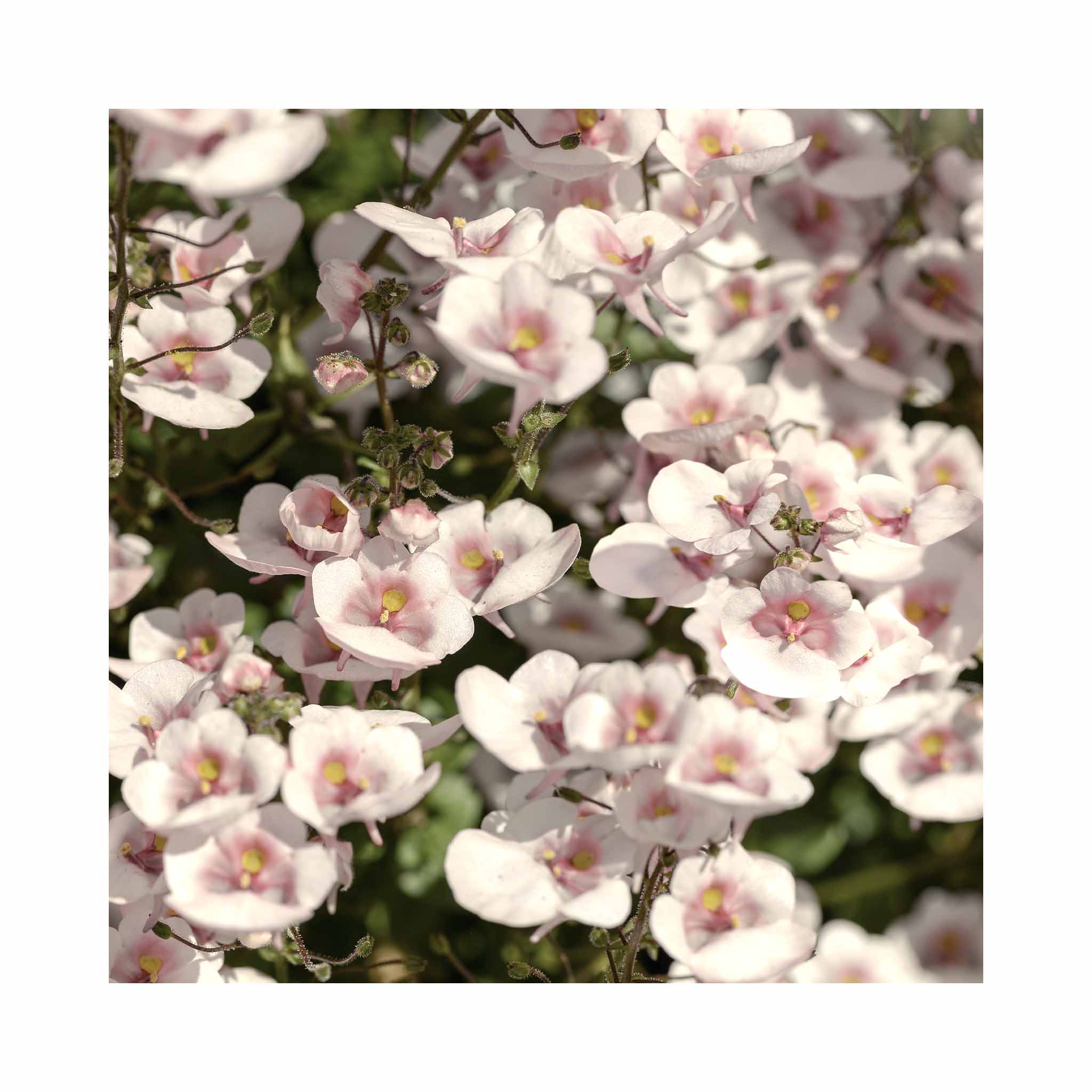cream white flowers cover green foliage