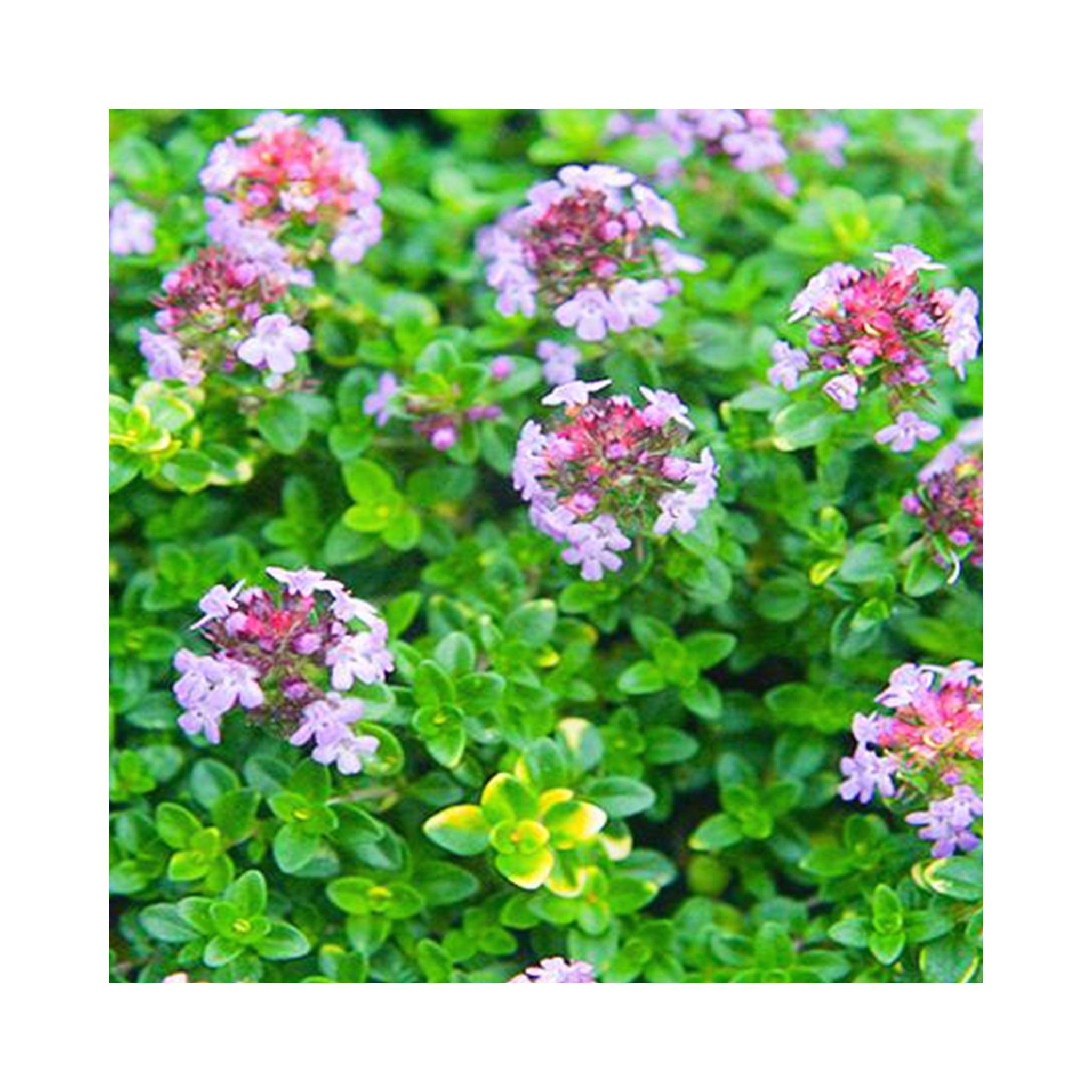 Thyme collection of 6 starter plants