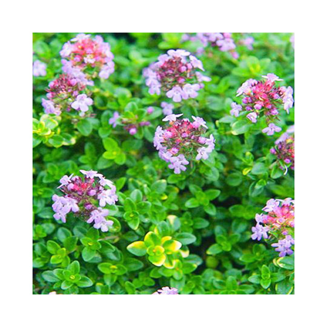 Thyme collection of 6 starter plants