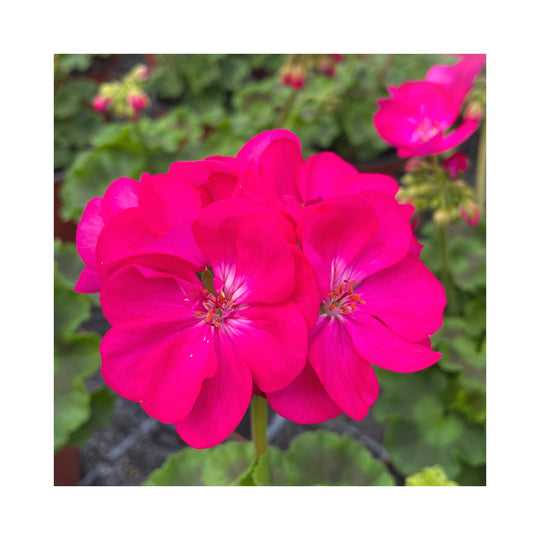 Pelargonium (Upright, Zonal Geranium) plug plants 10 mixed plants. Amazing value, well rooted.