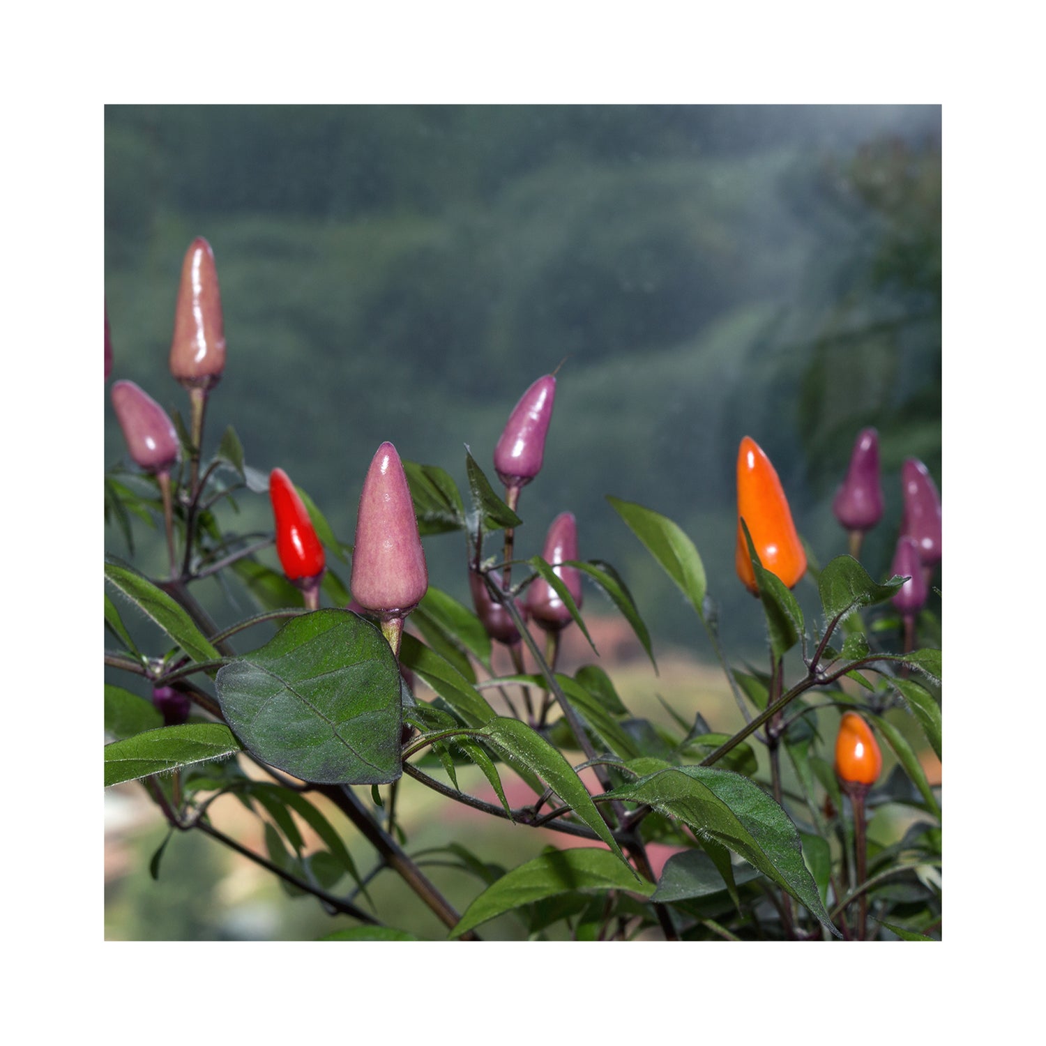 Ornamental Chilli Plant Collection 6 potted plants (they taste good too!)