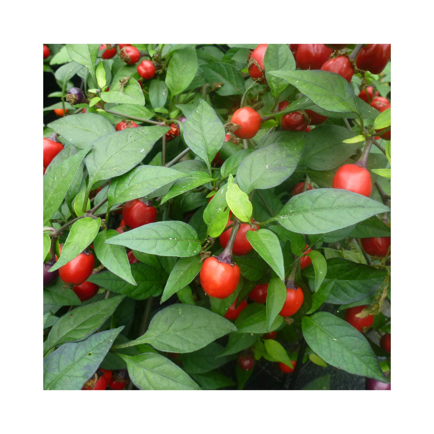 Ornamental Chilli Plant Collection 6 potted plants (they taste good too!)