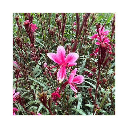 Easy Cottage Garden Border Collection – 12 Established 9cm Plants