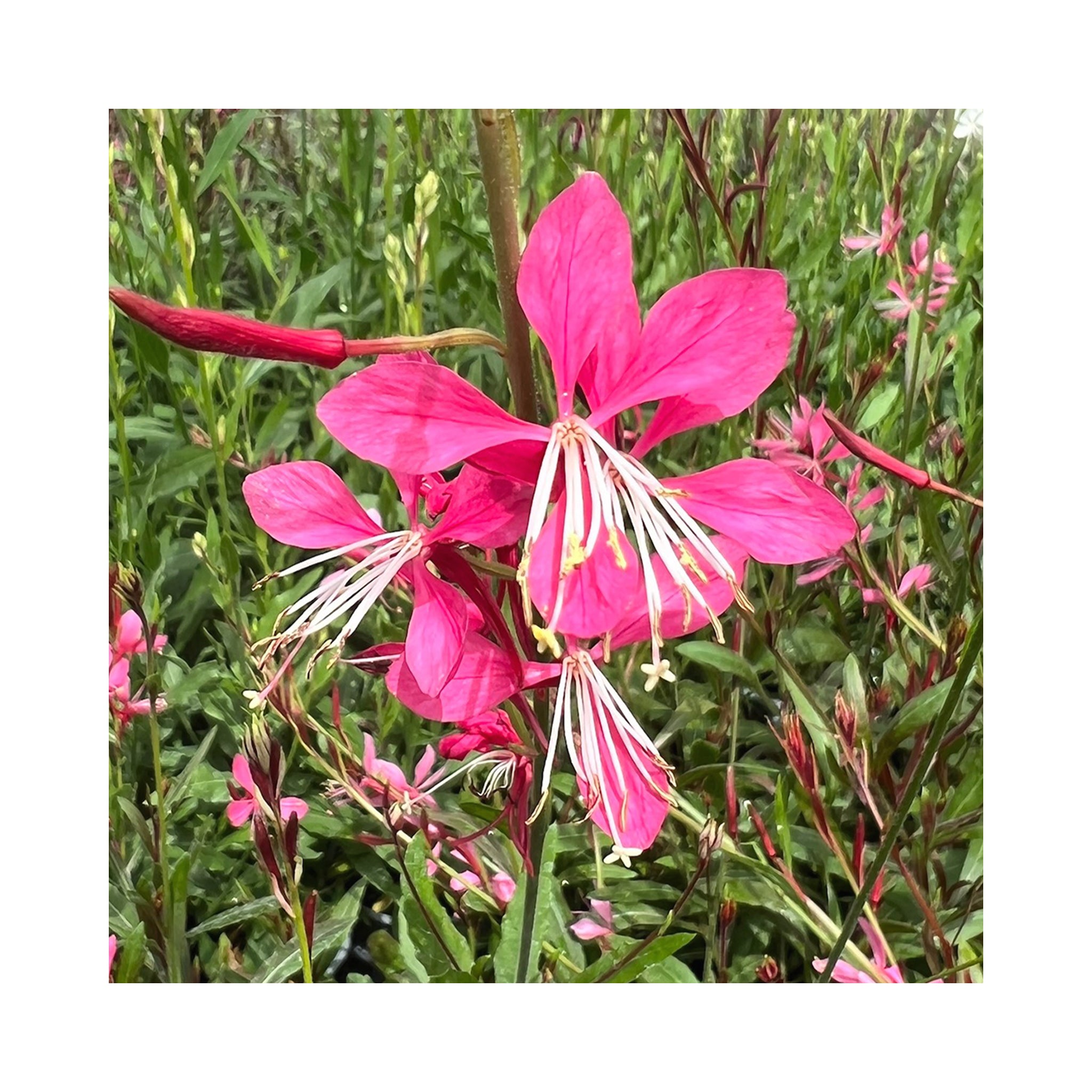 Gaura Belleza Rose