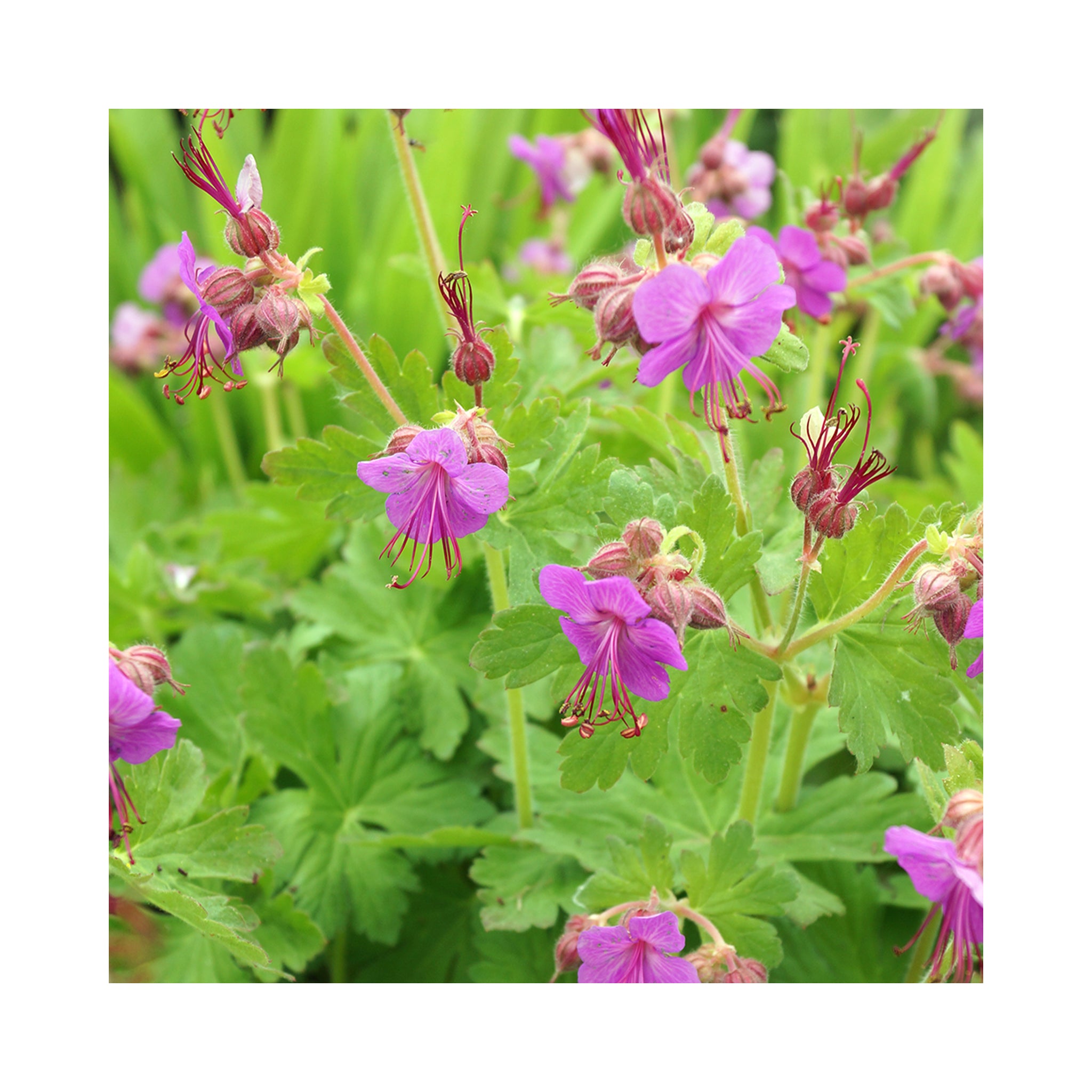 Geranium macrorrhizum Bevans Variety