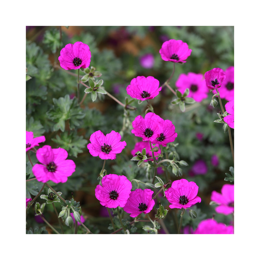 Hardy Geranium Collection -  6 Established 9cm Plants