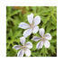 Hardy Geranium Kashmir white flower