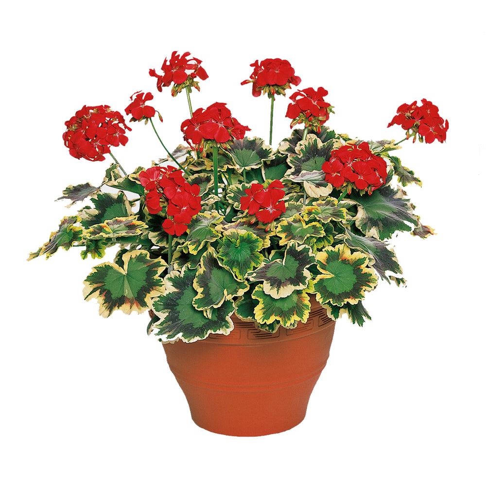 Variegated Collection Upright Geranium