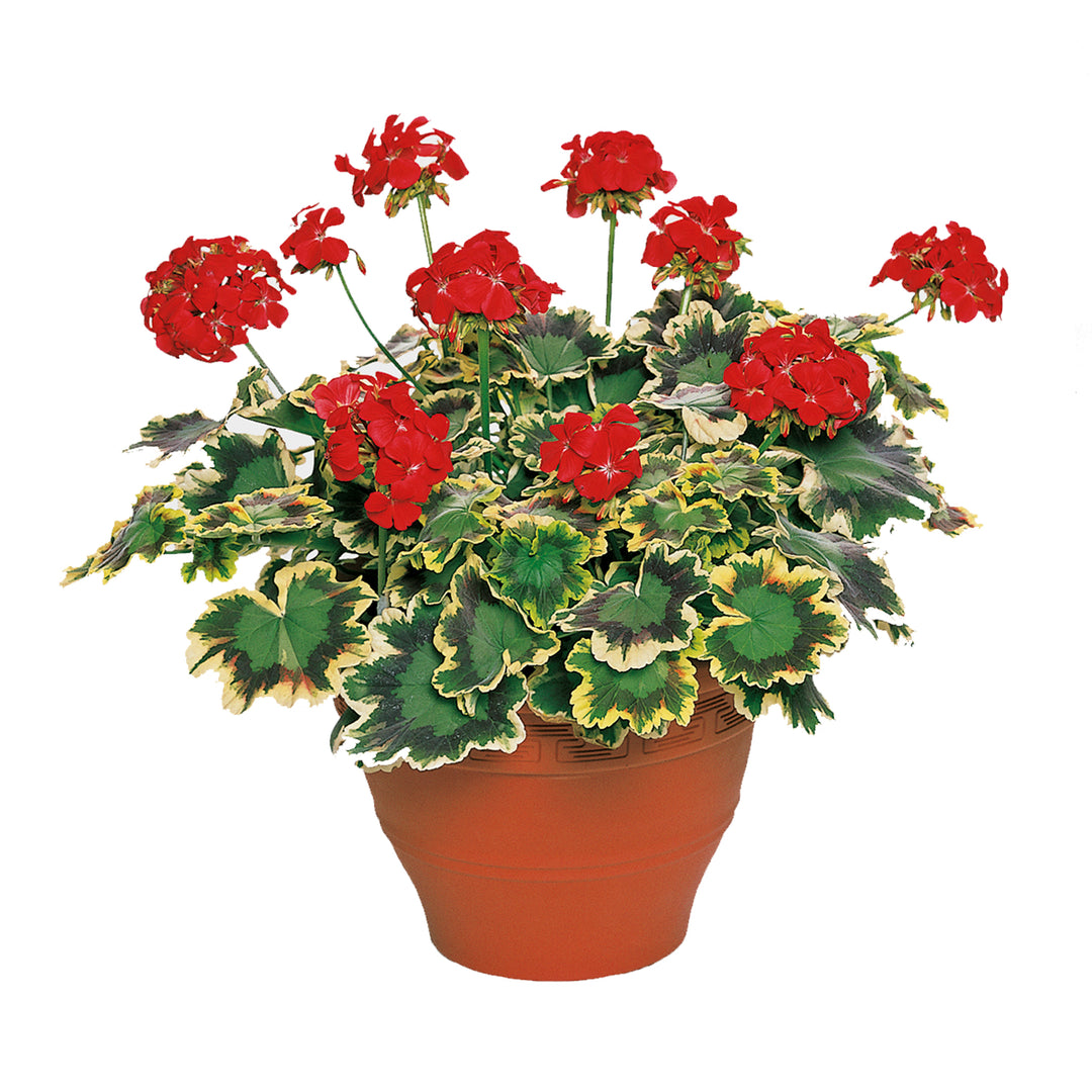 Variegated Collection Upright Geranium