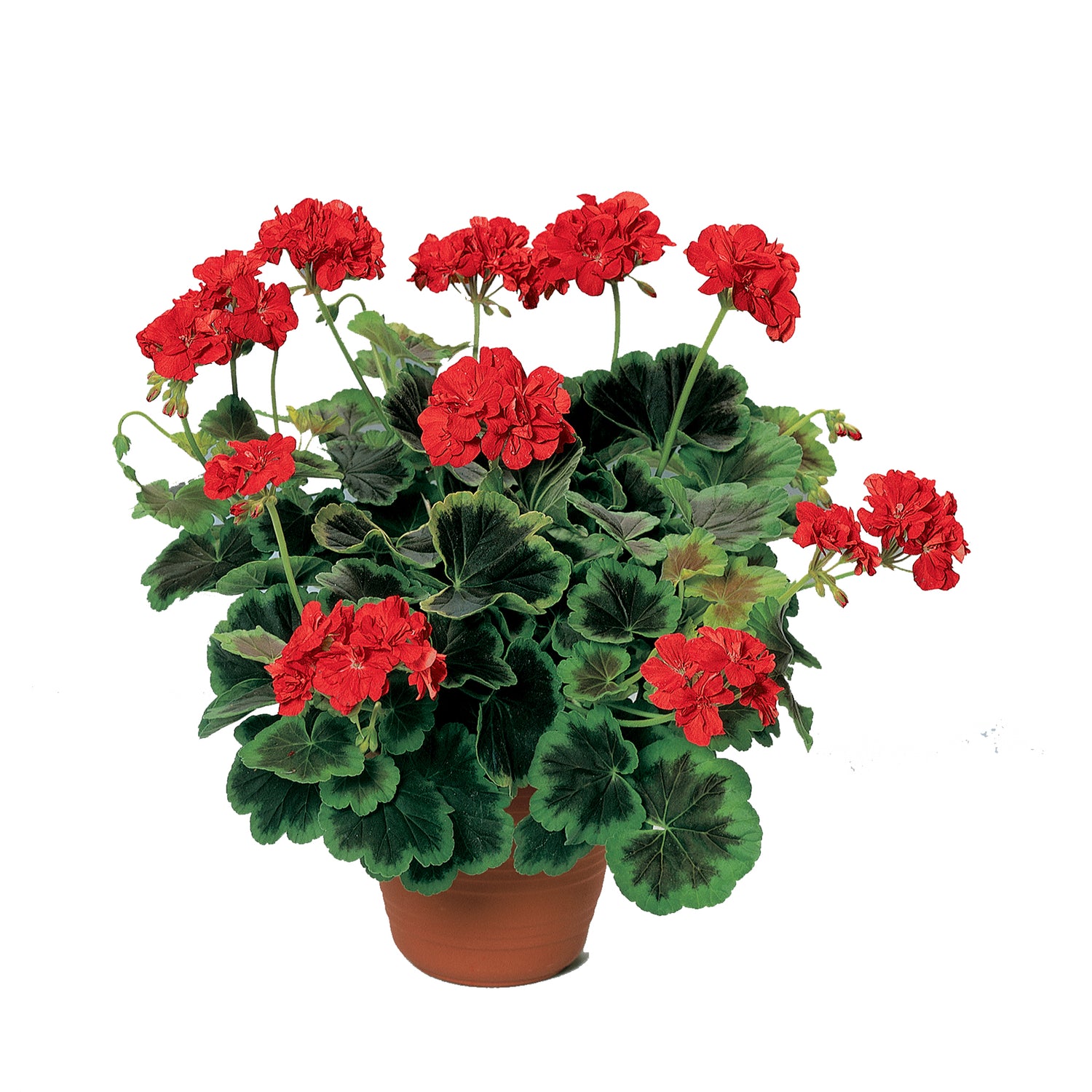 Variegated Upright Geranium Collection