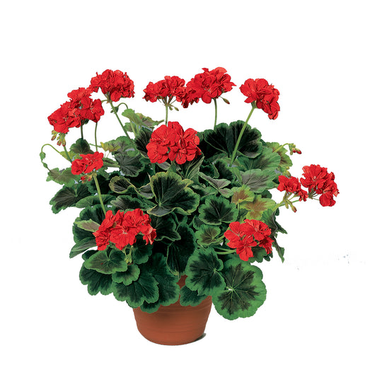 Variegated Collection Upright Geranium