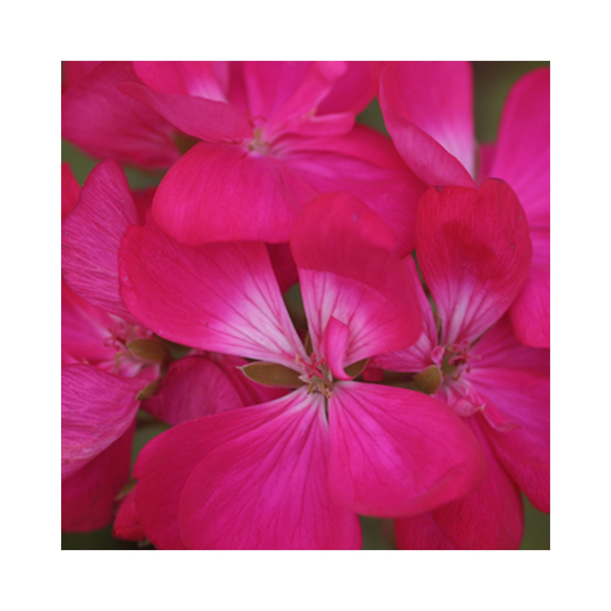 Upright Geranium Shocking Violet