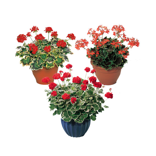 Variegated Collection Upright Geranium