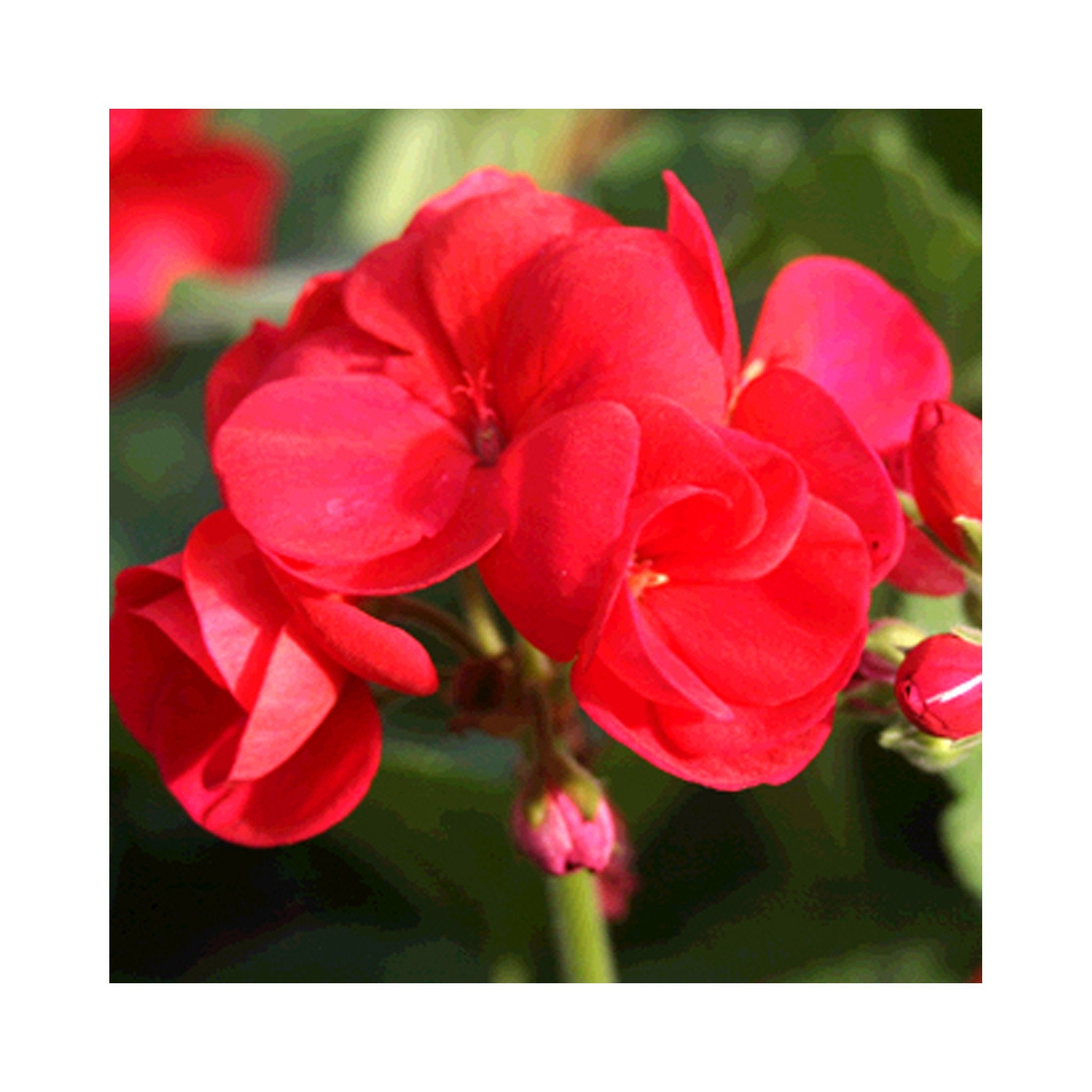 Upright Geranium Victor