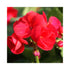 Upright Geranium Victor