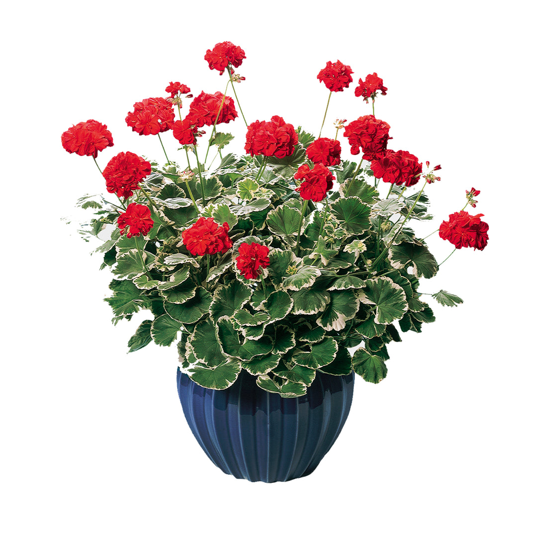 Variegated Collection Upright Geranium