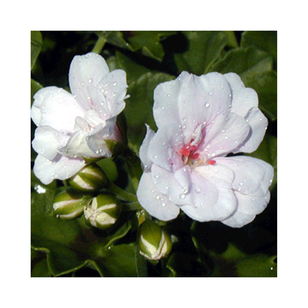 Pelargonium (Trailing Ivy Geranium) plug plants 10 mixed plants. Amazing value, well rooted.