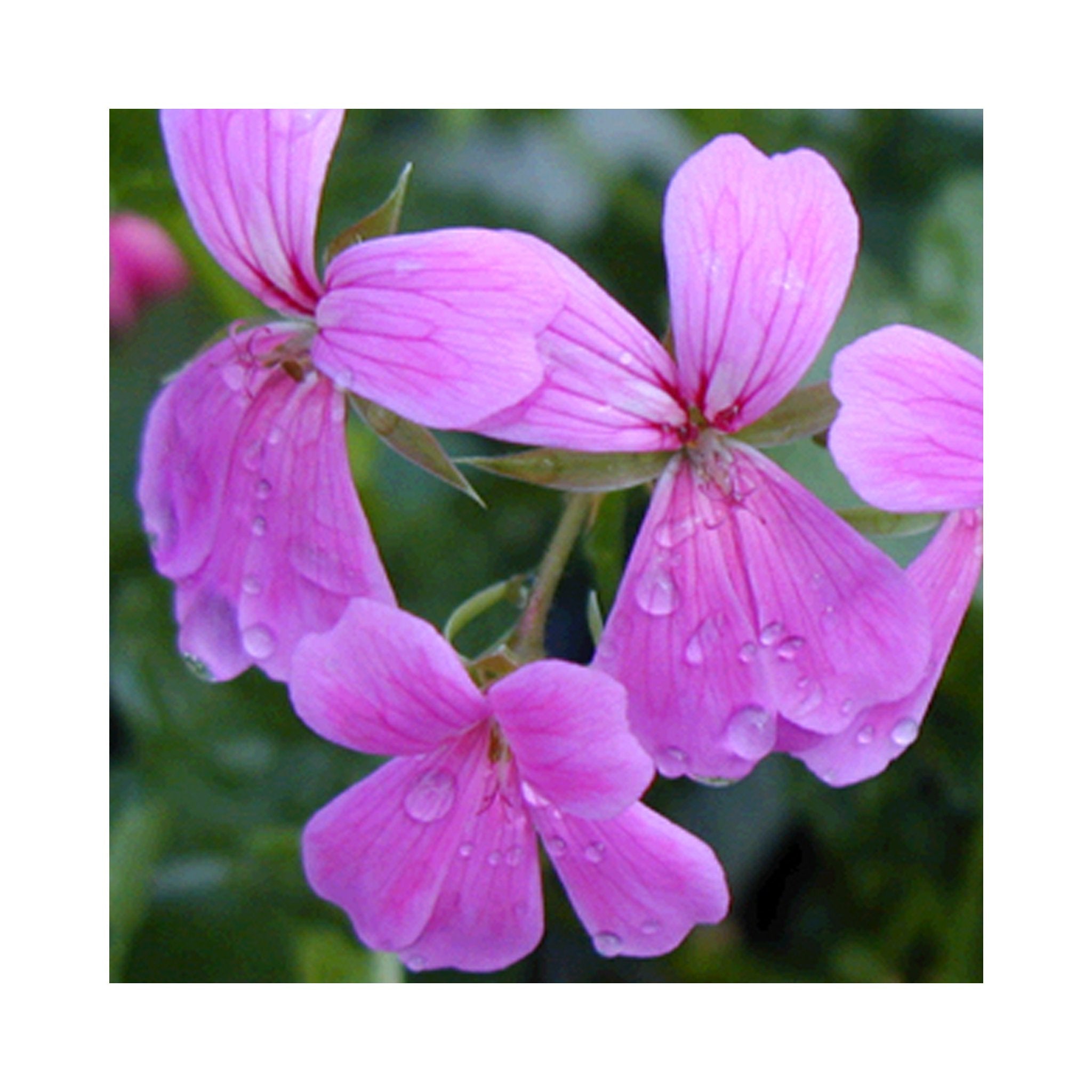 Trailing Geranium Decora Lilac