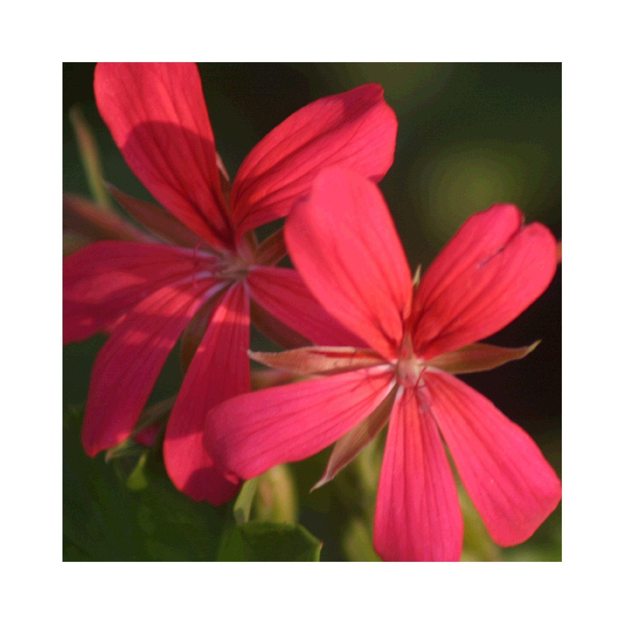 Trailing Geranium Decora Red