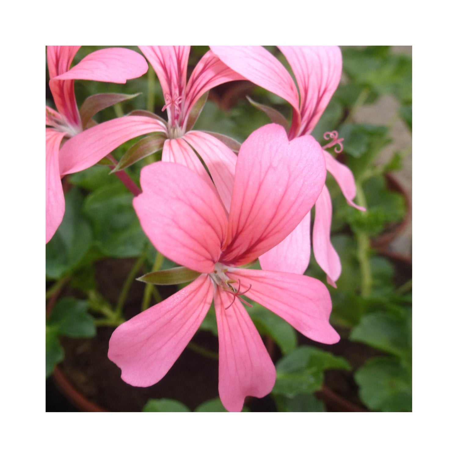 Trailing Geranium Decora Rose – BuyPlants.co.uk
