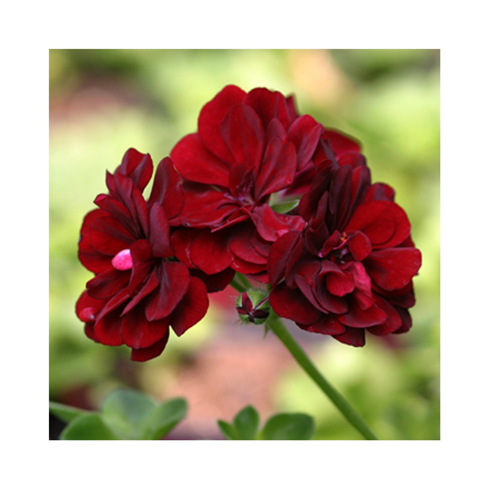 Trailing Geranium Tommy